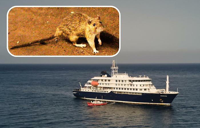 Hantavirus, cosa sappiamo della febbre del topo. Cosa fare e cosa non fare. I veri rischi.  Il virus killer Andes. Gli esperti: "Non sar&agrave; come il Covid". 
