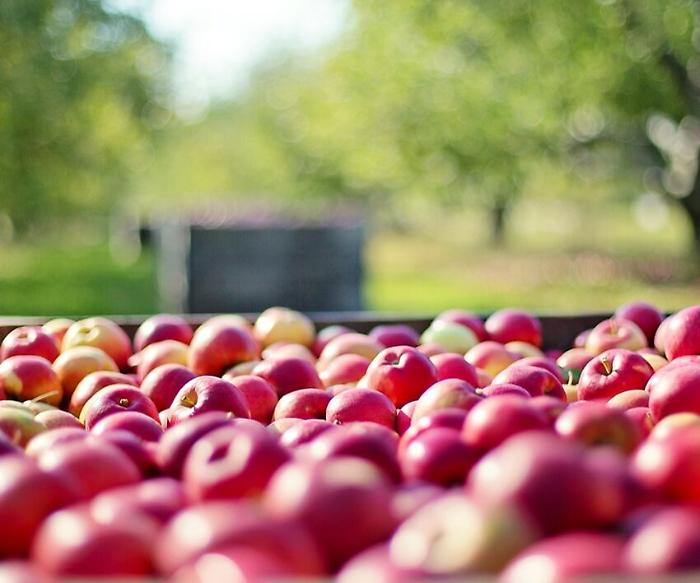 Frutta, stagione top per qualità e quantità. Illuminati: "Ma l'ordinanza sul caldo non convince"