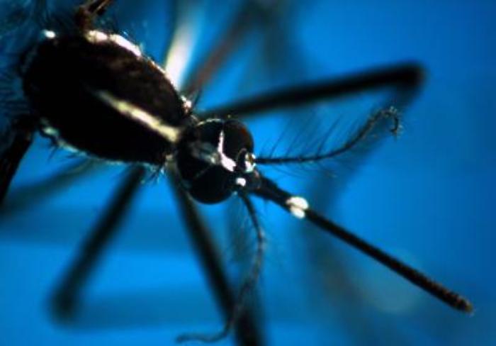 Da Dengue a West Nile, arbovirus minaccia per l'Italia: l'allarme