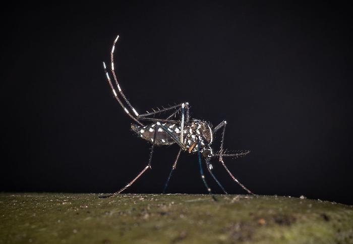 West Nile, al 23 luglio 32 casi di cui 21 in provincia di Latina