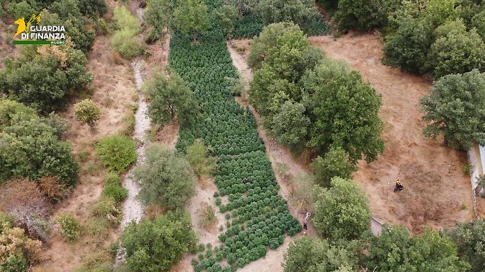 Sequestrate nel Nuorese due tonnellate e mezzo di droga